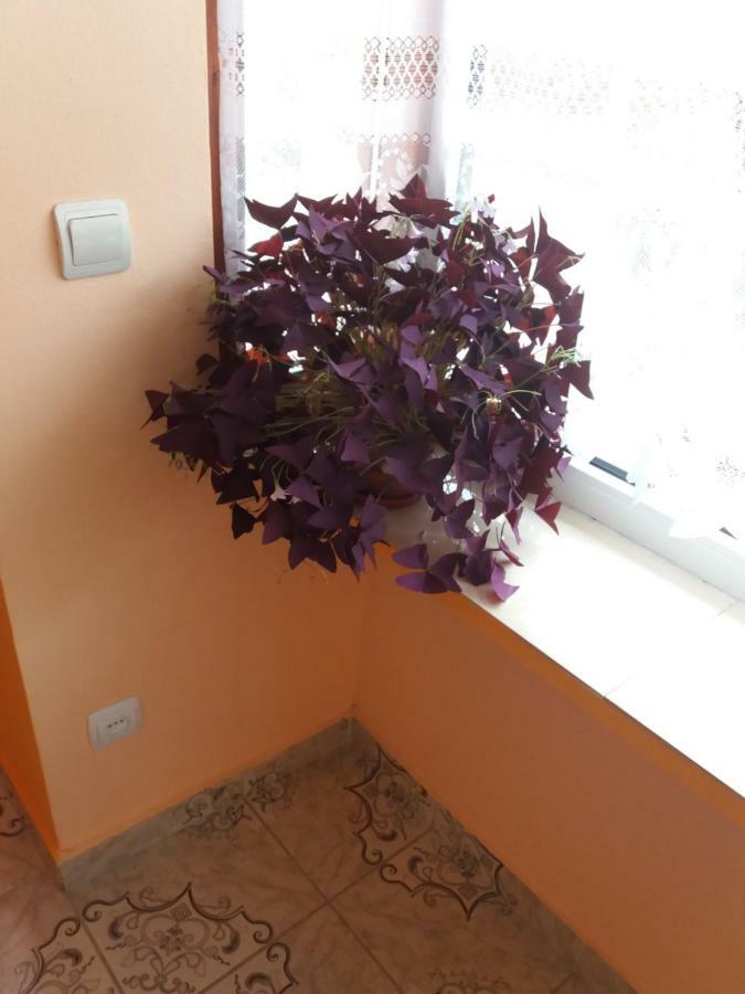 Olimpia Apartments Alba Iulia Dış mekan fotoğraf